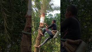 A seemingly simple task is the finishing cutting of hard palm trees shortvideo Channel idea T [upl. by Mackay]