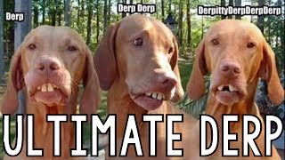 Ultimate Derp Compilation [upl. by Racklin954]