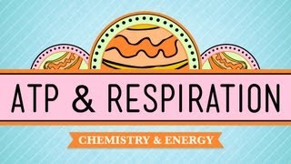 ATP amp Respiration Crash Course Biology 7 [upl. by Clea]