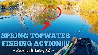 Roosevelt Lake AZ  Spring TOPWATER Fishing Action fishing kayakfishing [upl. by Salomo16]