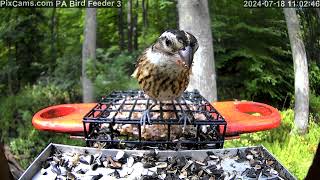 Female rosebreasted grosbeak up close on PA Bird Feeder 3 [upl. by Mellitz]