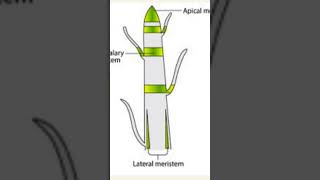 Structure of meristem tissue [upl. by Aitselec]