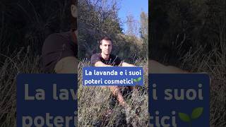 La lavanda e i suoi poteri cosmetici🧙 curaviva curiosità curiositàbotaniche lavanda [upl. by Schou]