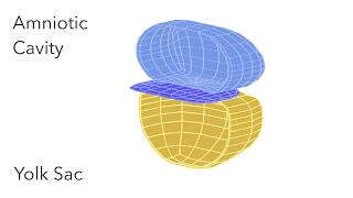 Embryo Folding Amniotic Cavity amp Yolk Sac  Animated Embryology [upl. by Eignav]