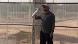 Sulphur Crested Cockatoo Free Flight Training كوكاتو [upl. by Mclyman529]