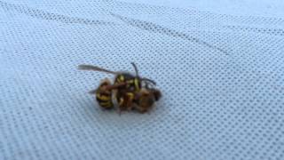 Wasp cuts bee in half [upl. by Eutnoj]