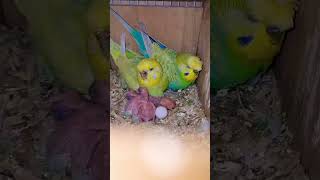 Crested King Budgies Pair with Chicks and Eggs Masha Allah nest nesting birds birdnet budgries [upl. by Euqina]