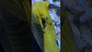 Nature  Moray Eel visiting a dentist [upl. by Nobell]