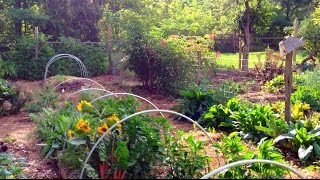 1 acre garden  huge production [upl. by Christmas370]