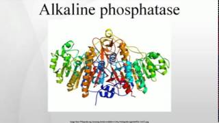 Alkaline phosphatase [upl. by Ita738]