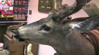 Testas Taxidermy Tip  Basic Deer Head Finishing [upl. by Hootman]