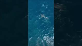 Orca  Killer Whale Takes Out Giant Great White Shark  plus slow motion  Amazing [upl. by Toille]