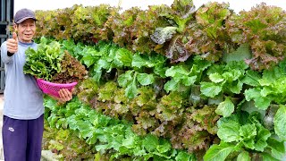 Amazing vertical garden growing vegetables on the wall to provide for the family [upl. by Yerffe]