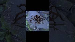 Megarachne Prehistoric Giant Spider 🕷️ [upl. by Namso]