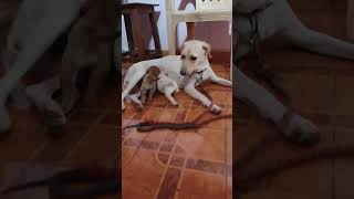 Dekho kaise dhund pite hai 🥰 music labradoriteg doglover musicgenre labrador [upl. by Moira]