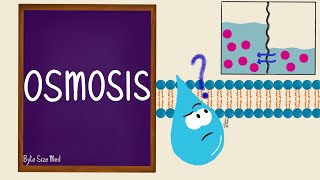 Osmosis  Osmolarity  Osmotic Equilibrium  Transport Across the Cell Membrane  Cell Physiology [upl. by Denbrook418]