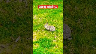 Scared rabit  shorts viralvideo trending india [upl. by Aihsi96]