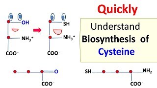 Cysteine biosynthesis [upl. by Arotahs992]