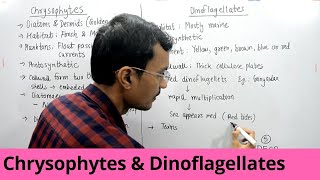 Kingdom Protista  Chrysophytes and Dinoflagellates [upl. by Airlee]