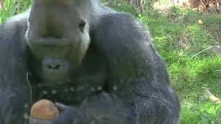 More big news for gorilla family at Riverbanks Zoo [upl. by Teiv287]