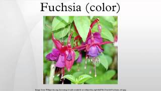 Fuchsia color [upl. by Ardnosal]