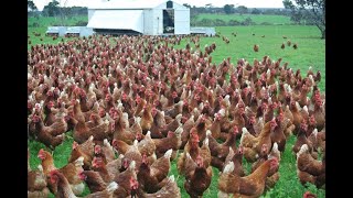 Amazing  Nearly 30 Thousand Chickens and Roosters All at Once out for feeding [upl. by Kos46]