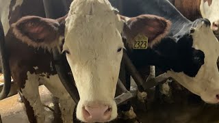 Milking Fleckvieh Cows [upl. by Ronyam]