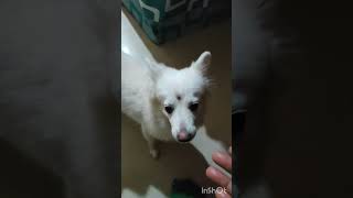 আজকে আমি খুব খুশি মা 😘🥰shorts dogvideo doglovers 🐕‍🦺 [upl. by Kiona350]