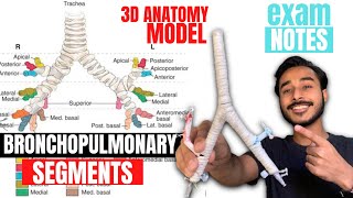 bronchopulmonary segments anatomy 3d  bronchial tree anatomy  anatomy of bronchopulmonary segments [upl. by Nos183]