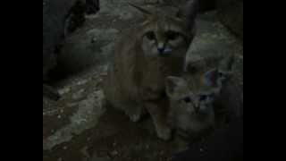 Bébés chats des sables au Zoo de PontScorff [upl. by Erdnuaed]