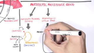 Microbiology  Bacteria Antibiotic Resistance [upl. by Mann957]