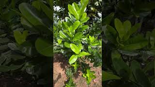 Calophyllum inophyllum a tree of coastal Odisha and helpful to mitigate cyclone cyclonedana [upl. by Sieracki]