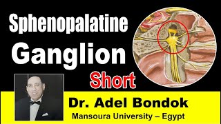 Sphenopalatine Ganglion Short Dr Adel Bondok [upl. by Dolf]