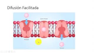 CURSO RÁPIDO DE FARMACOLOGÍAFarmacocinetica [upl. by Lleret291]