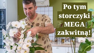 Patenty na MEGA storczyki Jak pielęgnować storczyki by kwitły jak szalone [upl. by Beffrey]