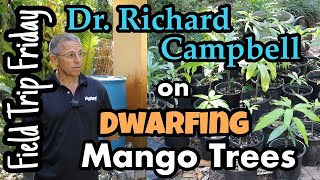 Field Trip Friday Dr Richard Campbell on Dwarfing Mango Trees [upl. by Anelav88]