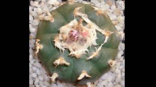 Lophophora williamsii Peyote Peyotl [upl. by Tawney]