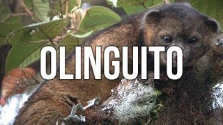 Olinguito [upl. by Hagen]