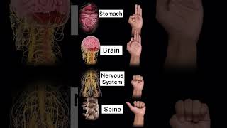 What is your Body 4 Basic mudra Mediation meditation mudra body yoga pranayama [upl. by Bensky573]