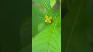 Ludwigia hyssopifolia Onagraceae familynature forestflowertrending gardenforestswildflowers [upl. by Varick]