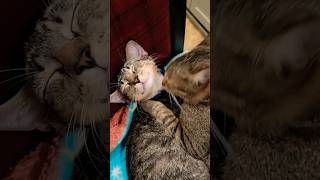 POVWhen your mother loves you2024 shorts cat mother family love kitten [upl. by Smaoht226]