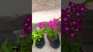 Verbena flower amp marrygold  I hope u like this flowervideoshortsindoorplantsyoutubetrending [upl. by Serles]