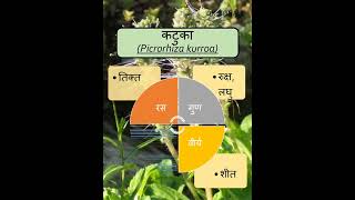 कटुका  Picrorhiza kurroa  AYURVEDA  bamsnotes shorts dravyagunaparyaay plants gk [upl. by Zetroc]