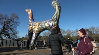 Great Dane Lovers June walk along the Yarra River Melbourne Victoria Australia [upl. by Tessil]