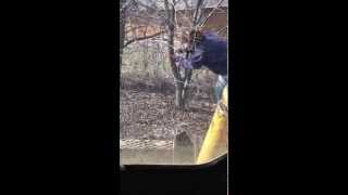 Pulling out buckthorn with skid steer [upl. by Ibur]