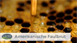 Amerikanische Faulbrut  Biologie Pathogenese und Bekämpfung [upl. by Pooh]