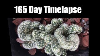 Mammillaria elongata cristata 165 Day Timelapse [upl. by Akimrej]