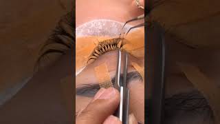 permanent eyelashes extension eyelashextension100k eyelashextension shorts shortsfeed yt viral [upl. by Ociredef6]