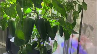 Aerogarden  Picking green chillies from Aerogarden [upl. by Yahsed]