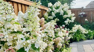 Tracy’s Midsummer Hydrangea Garden Tour with Plant Names  Mid August 2021 [upl. by Akimrej]